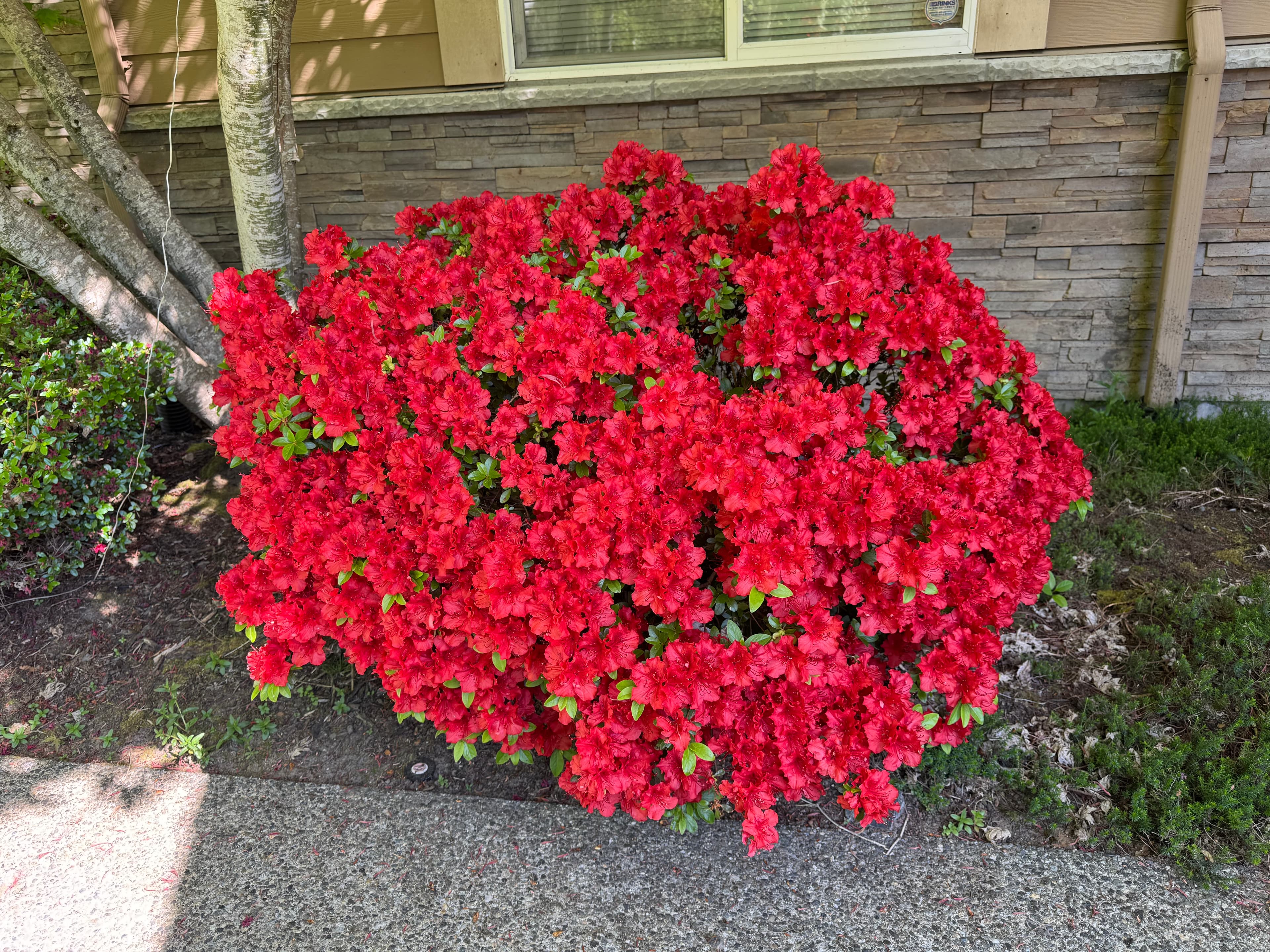 Flowers growing on my front porch